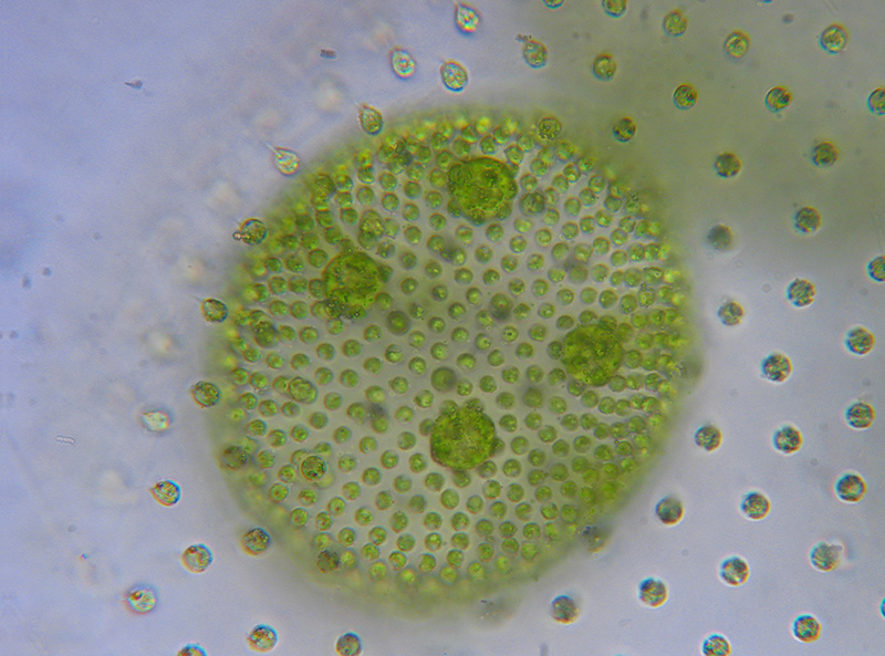 Volvox aureus